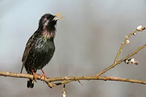 Images Dated 15th March 2012: Starling -Sturnus vulgaris-, displaying courtship, singing, Allgaeu, Bavaria, Germany, Europe