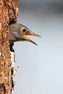Images Dated 11th May 2012: Starling -Sturnus vulgaris- leaving its nesting hole in a Norway spruce -Picea abies-, Allgaeu