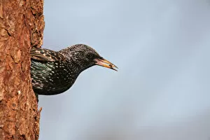 Images Dated 15th March 2012: Starling -Sturnus vulgaris- leaving its nesting hole in a Norway spruce -Picea abies-, Allgaeu