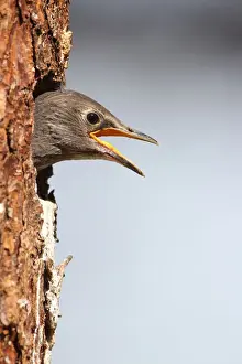 Nesting Site Prints: Starling -Sturnus vulgaris- leaving its nesting hole in a Norway spruce -Picea abies