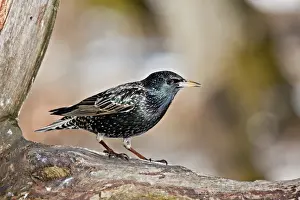 Starling Prints: Starling -Sturnus vulgaris-, near Lake Federsee, Baden-Wuerttemberg, Germany, Europe