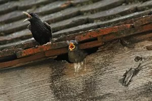 Images Dated 21st May 2013: Starling -Sturnus vulgaris- on a roof with a chick in its nest, Middle Franconia, Bavaria, Germany