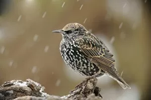 Starling -Sturnus vulgaris- in the snow