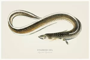 Images Dated 13th August 2015: Starred Eel illustration 1856
