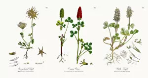 Images Dated 11th December 2017: Starry-headed Trefoil, Trifolium stellatum, Victorian Botanical Illustration, 1863