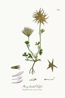 Images Dated 17th October 2017: Starry-headed Trefoil, Trifolium stellatum, Victorian Botanical Illustration, 1863