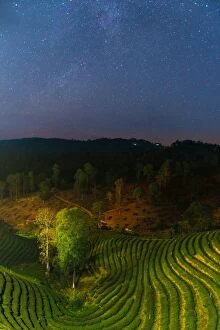 Images Dated 30th December 2012: The stars over tea plantation