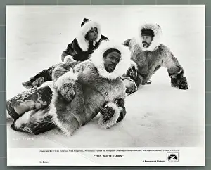 Stars of The White Dawn Lying in Snow