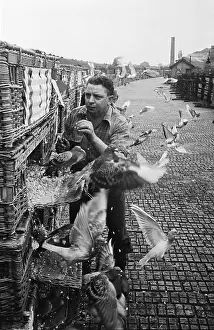 Pigeon Prints: Start Of The Race