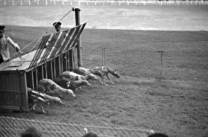 Working Animal Prints: Start Of Race