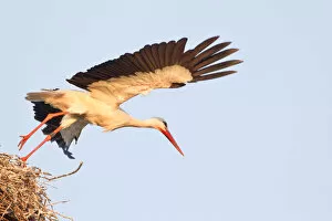 Start of a white stork -Ciconia ciconia- from the nest, Hesse, Germany