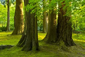 Stately trees in early autumn, Portland Japanese Garden, Portland, Oregon, USA
