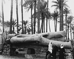 Palm Tree Gallery: Statue Of Ramesses II