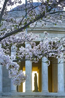 Delicate Cherry Blossoms Gallery: Statue of Thomas Jefferson in Jefferson Memorial with Cherry Blossoms, Washington