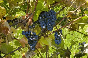 Images Dated 11th October 2011: Ste-Croix grapes, Sutton, Quebec, Canada