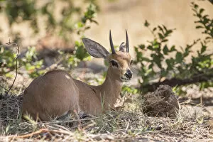 Images Dated 7th November 2012: Steenbok -Raphicerus campestris-, Bwabwata National Park, Caprivi Strip, Namibia, Africa