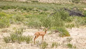 Gallo Keywords Prints: The steenbok (Raphicerus campestris) is a common small antelope of southern and eastern Africa