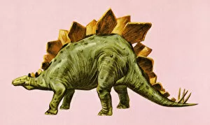 Cruel Gallery: Stegosaurus Dinosaur