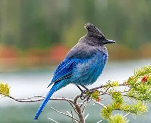 Stellers jay (Cyanocitta stelleri), blue bird sitting on a branch