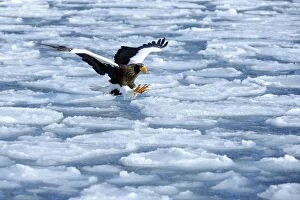 Stellers Sea Eagle -Haliaeetus pelagicus- in flight above drifting ice, Rausu, Menashi, Hokkaido, Japan