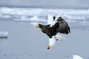 Images Dated 6th February 2013: Stellers Sea Eagle -Haliaeetus pelagicus- in flight, Rausu, Menashi, Hokkaido, Japan