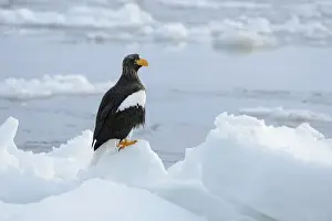 Ice Floe Prints: Stellers Sea Eagle -Haliaeetus pelagicus- perched on an ice floe