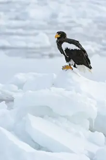 Ice Floe Prints: Stellers Sea Eagle -Haliaeetus pelagicus- perched on an ice floe