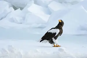 Ice Floe Prints: Stellers Sea Eagle -Haliaeetus pelagicus- perched on an ice floe