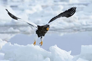 Images Dated 6th February 2013: Stellers Sea Eagle -Haliaeetus pelagicus- taking off from an ice floe, Rausu, Menashi, Hokkaido