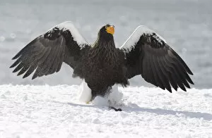 Images Dated 3rd March 2016: Stellers sea eagle on snow at Rausu harbour