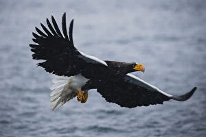 Images Dated 6th June 2018: A Stellers sea eaglein flight during a snow storm