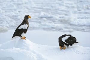 Images Dated 6th February 2013: Two Stellers Sea Eagles -Haliaeetus pelagicus-, one bird feeding on a fish, Rausu, Menashi