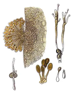 The stem, black, and cereal rusts are caused by the fungus Puccinia graminis