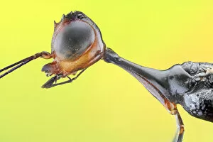 Extreme Close Up Gallery: Stephanid Wasp (Megischus bicolor)
