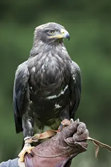 Full Body Prints: Steppe Eagle (Aquila nipalensis), perched on a falconers fist