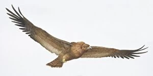 Birds Of Prey Collection: Steppe Eagle, Aquila nipalnesis orientalis, brown eagle with its long wings outstretched