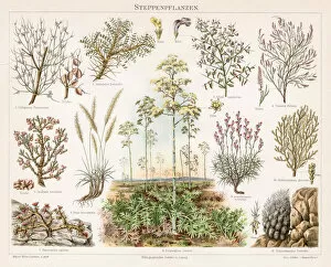 Images Dated 17th April 2017: Steppe Plants Chromolithograph 1895
