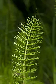Images Dated 26th May 2012: Sterile shoot of Field Horsetail -Equisetum arvense-, Kaiserstuhl, Baden-Wurttemberg, Germany
