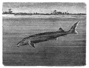 Sturgeon Prints: Sterlet (Acipenser ruthenus)
