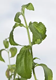 Images Dated 19th May 2012: Stevia, sweetleaf or sugarleaf -Stevia rebaudiana-