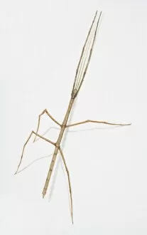 Stick Insect, Anchiale maculata, side view