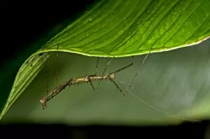Images Dated 2nd March 2012: Stick insect -Phasmida- perched on a leaf, Tandayapa region, Andean cloud forest, rainforest