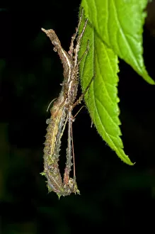 Images Dated 2nd March 2012: A stick insect -Phasmida- sloughing its skin, Tandayapa region, Andean cloud forest, rainforest
