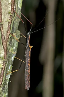Images Dated 2nd March 2012: Stick insect -Phasmida-, Tandayapa region, Andean cloud forest, Ecuador, South America