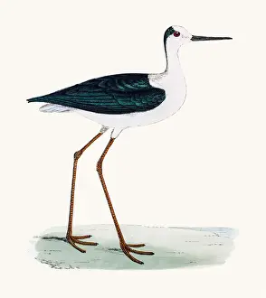 Stilt bird