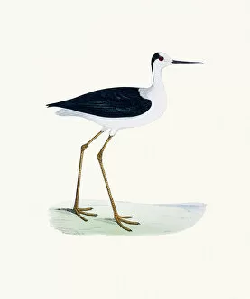 The History of British Birds by Morris Collection: Stilt bird 19 century illustration