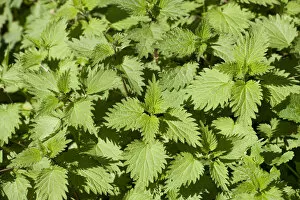 Stinging nettles -Urtica dioica-, Thuringia, Germany