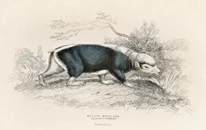 Images Dated 27th May 2015: The stink badger engraving 1855
