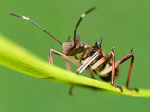 Insects On Earth Gallery: Stink bug
