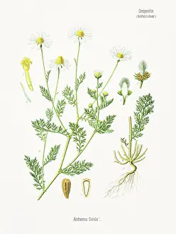 Stinking Chamomile Chromolithography 1887
